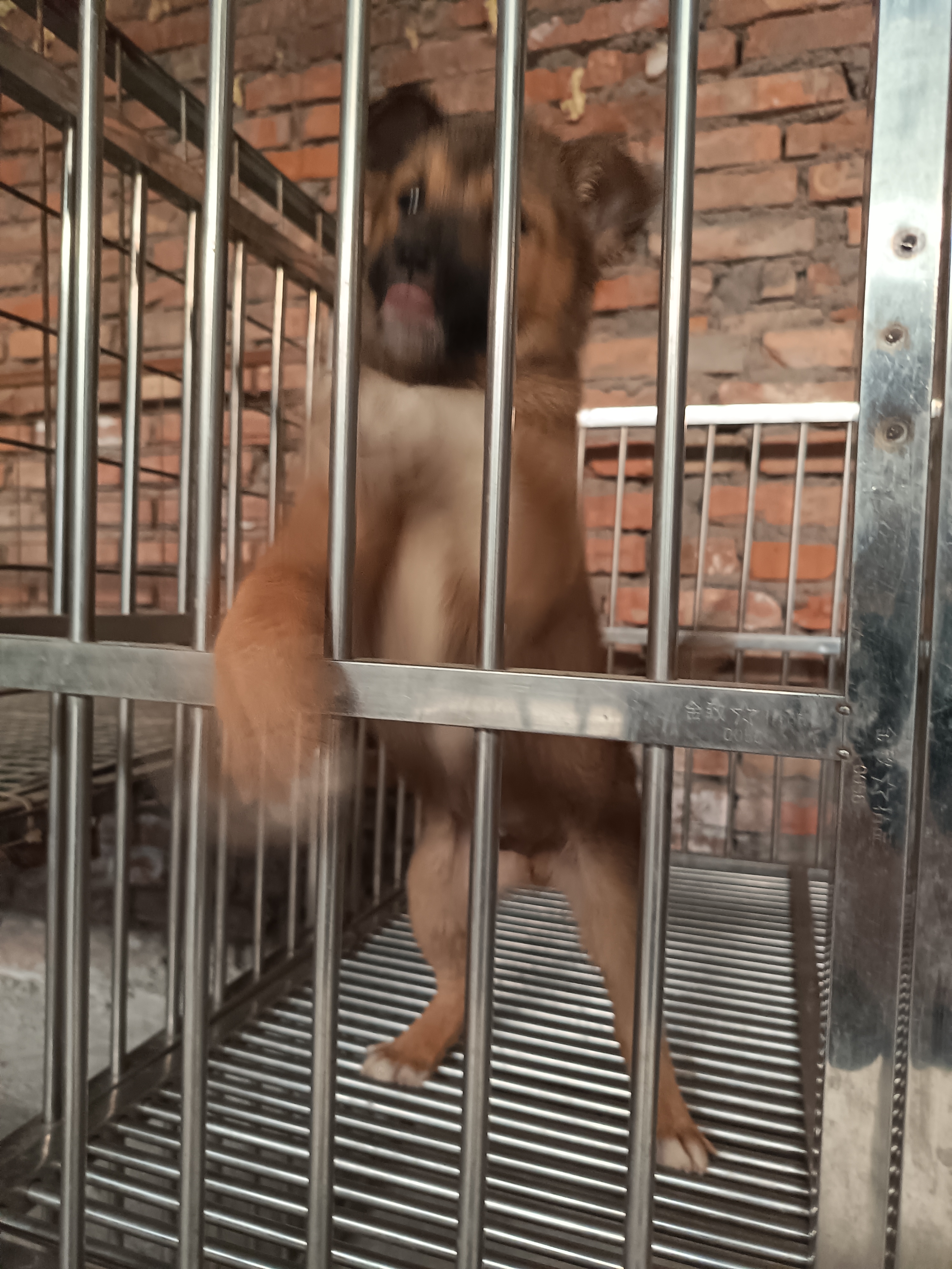 日本柴犬 灰柴